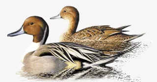 古风鸭子手绘素材免抠免抠