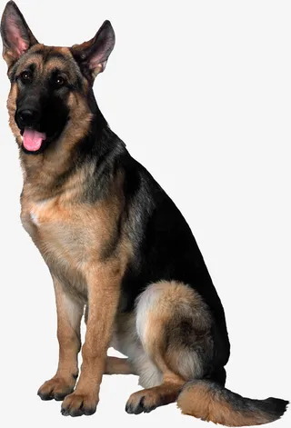 免扣蹲下来坐着的德牧免抠