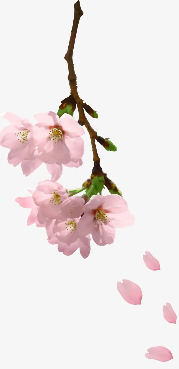 粉色桃花枝头飘落免抠