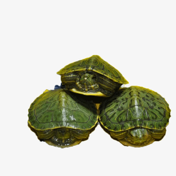 三只巴西龟免抠