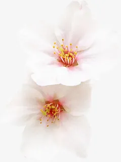 花卉图案鲜花边框素材  精美杏花免抠 花卉图案鲜花边框素材  精美杏花免抠