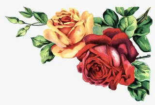 手绘盛开的鲜花免抠