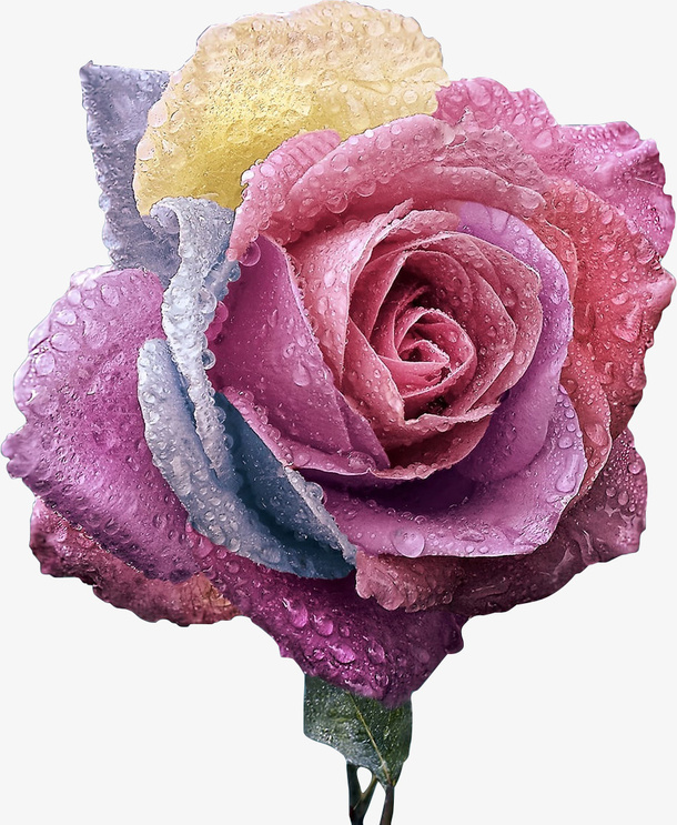 玫瑰花 鲜花 纸花 好看的花免抠