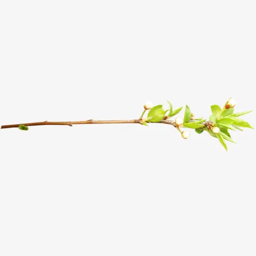 手绘一枝树枝免抠