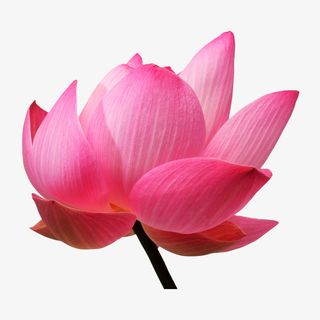 花朵图片卡通鲜花图片免抠