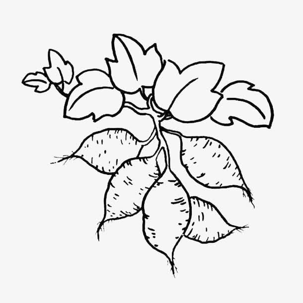 手绘红薯叶免抠