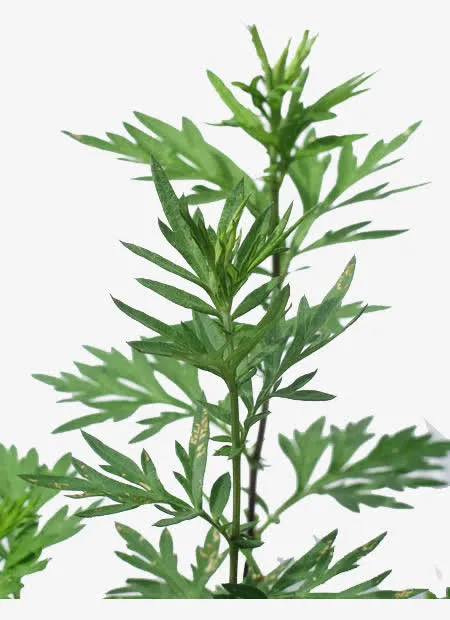 野生植物免抠