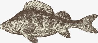 海洋动物手绘素描免抠