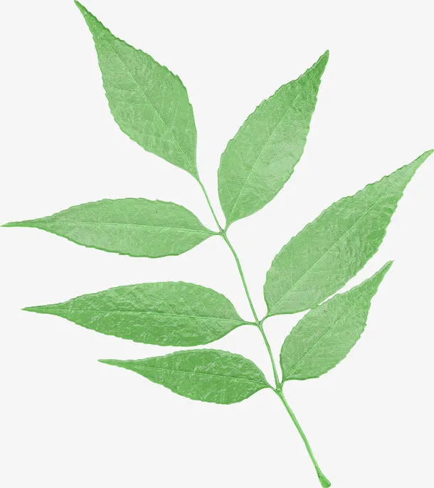 树枝树叶免抠