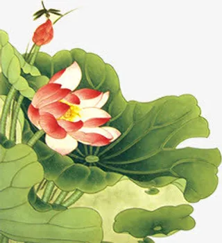 绿色水彩荷叶荷花免抠