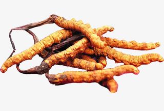 一堆冬虫夏草免抠