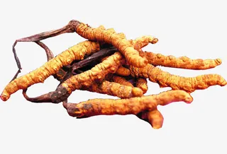 一堆冬虫夏草免抠