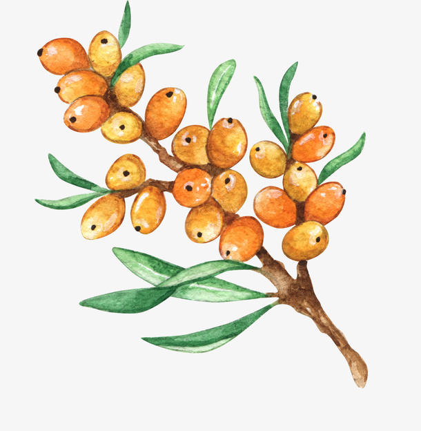 手绘创意果子食物免抠