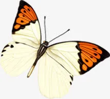 春季黄色清新蝴蝶免抠