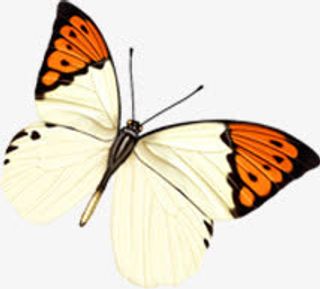 春季黄色清新蝴蝶免抠