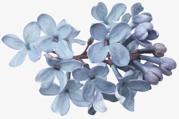 花卉素材手绘花草素材免抠
