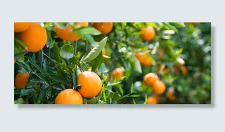 美丽的果树景色高清图片高清