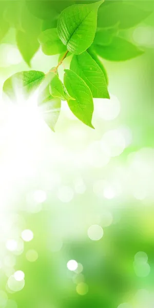 绿色清新排版背景高清免抠 绿色清新排版背景高清免抠
