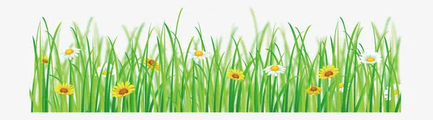 郁金香花坪免抠