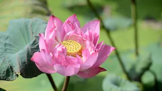 夏天盛开的红色荷花高清