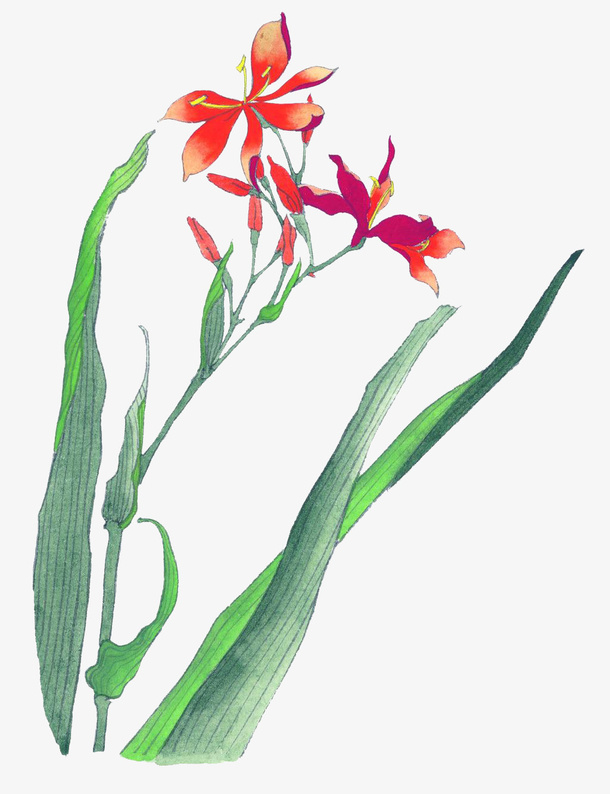手绘萱草免抠