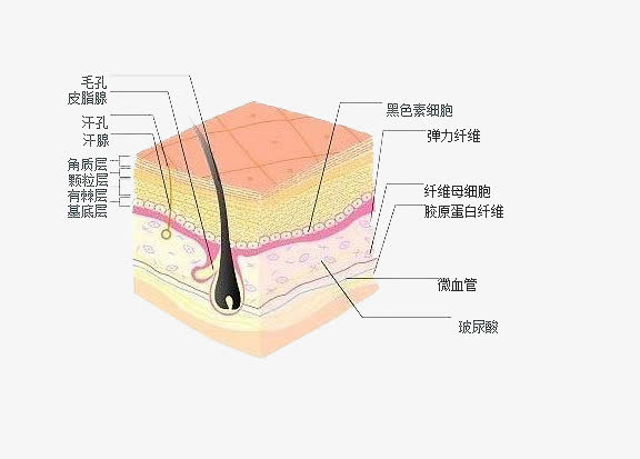 黑色素细胞免抠