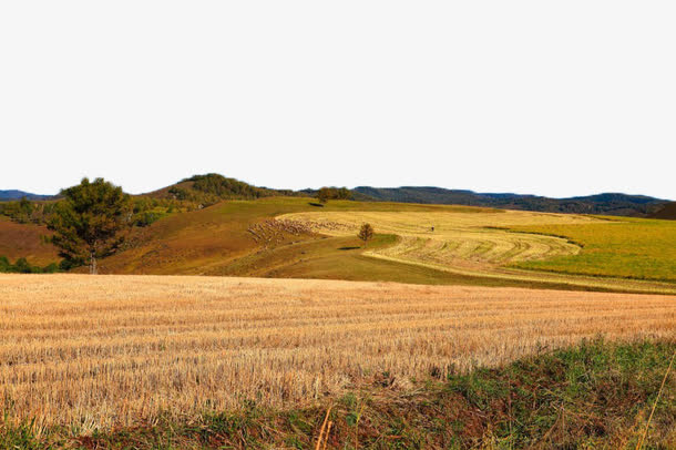 金黄色麦田风景六免抠