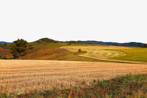 金黄色麦田风景六免抠