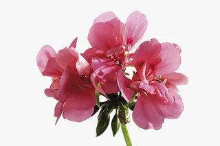 粉色天竺葵花免抠