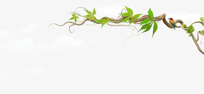 白云树叶树藤免抠