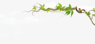 白云树叶树藤免抠