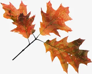 卡通装饰素材花卉标签免抠