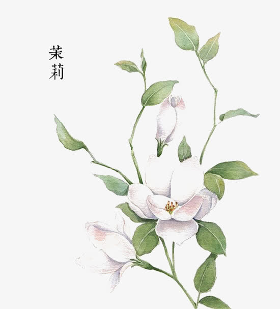 茉莉花免抠