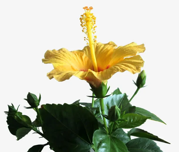 黄色鲜花免抠