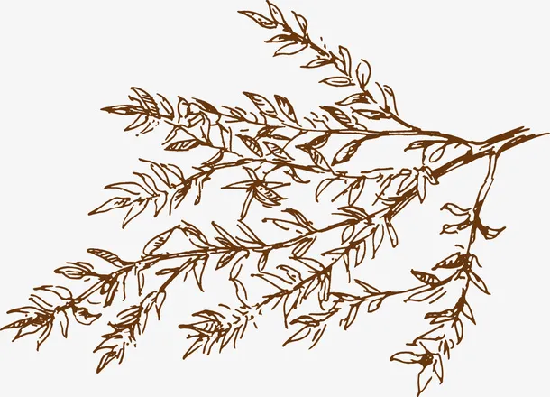 手绘树枝免抠
