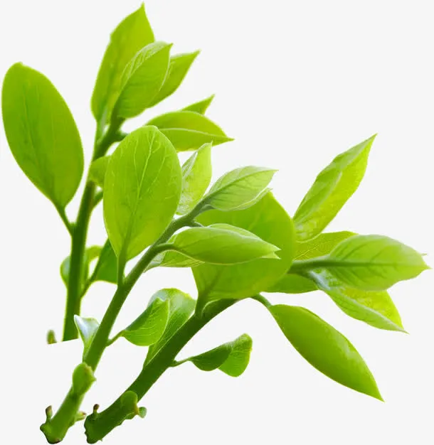 春季清新藤蔓植物绿叶免抠