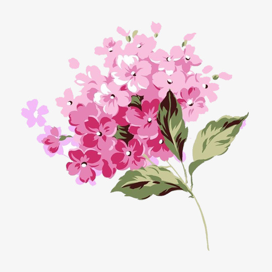 手绘粉色绣球花免抠