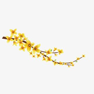 卡通迎春花免抠