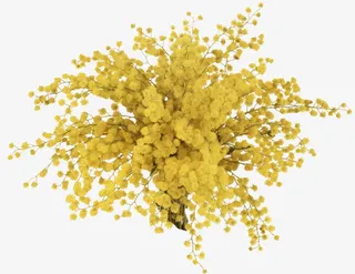 黄色花束满天星免抠