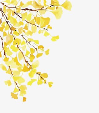 矢量银杏叶免抠