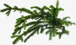 松树PNG叶子免抠