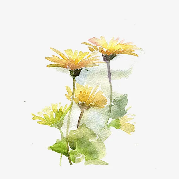 菊花插画免抠