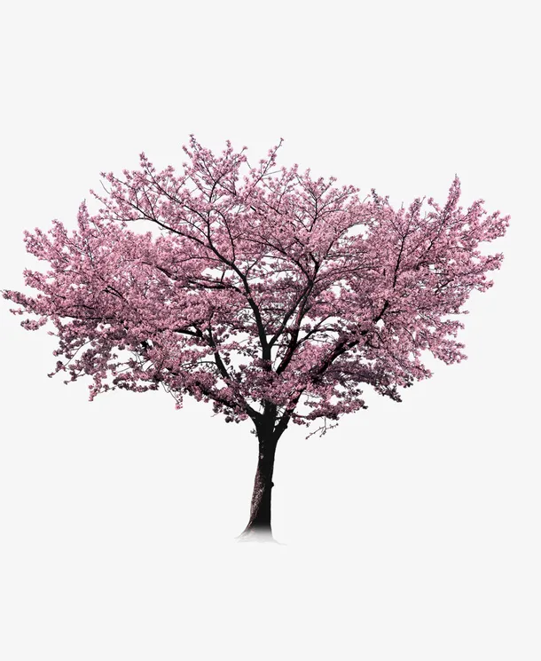 免扣素材——樱花免抠