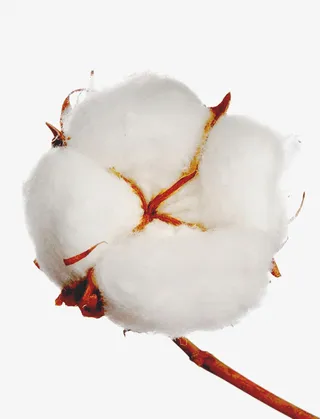 实物一大朵棉花免抠