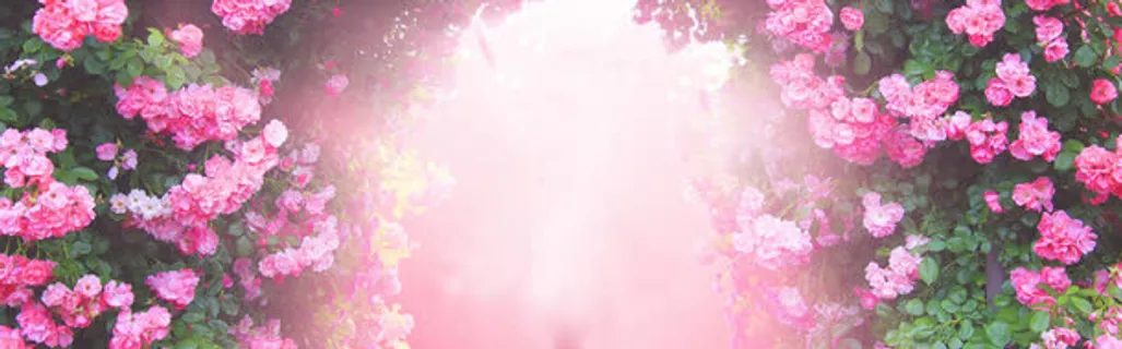 阳光花朵唯美背景 阳光花朵唯美背景