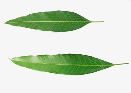 芒果叶子免抠