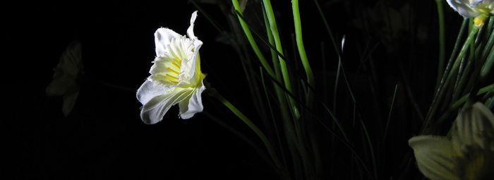 花草高清