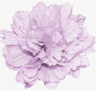 鲜花元素花卉免抠