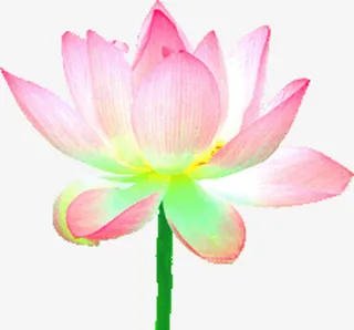 荷花  花朵  粉白色  莲花免抠