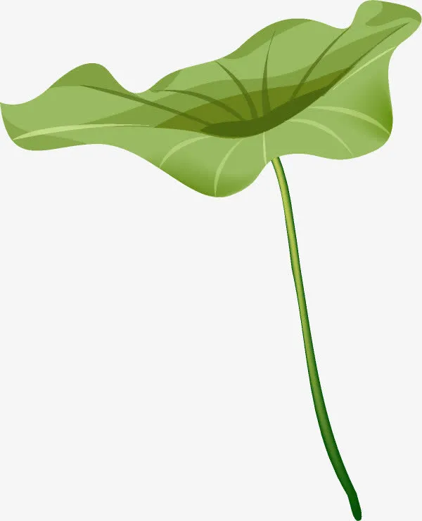 荷叶插画景观素材免抠